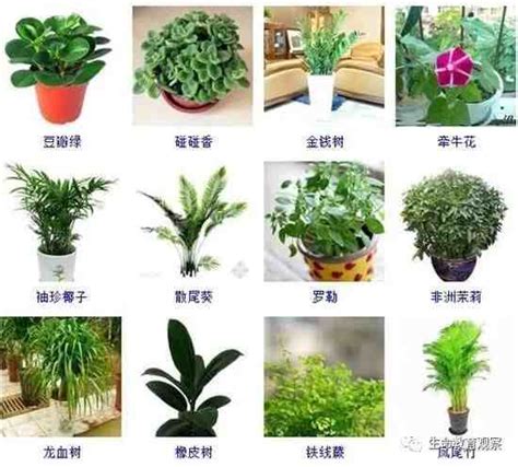 起名字 小盆栽植物種類